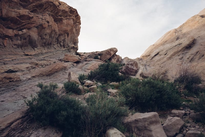 Le genévrier cade : arbuste emblématique du Midi