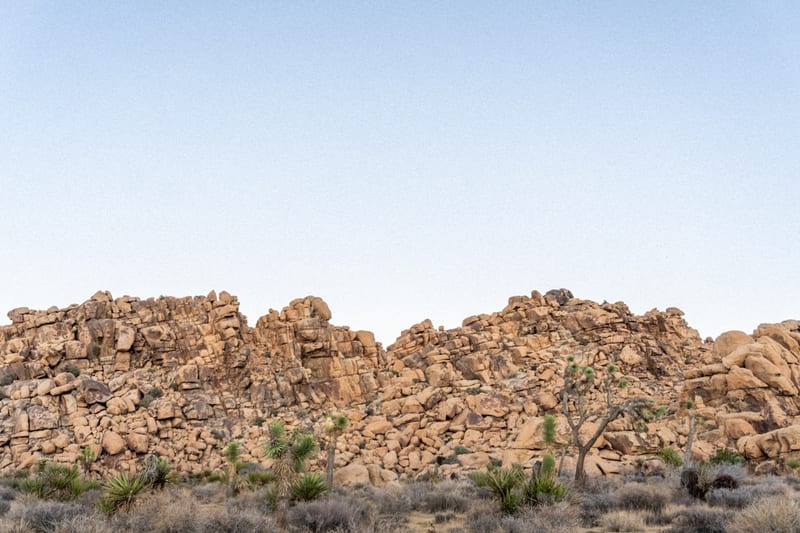 Le genévrier cade : arbuste emblématique du Midi